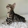 Bengal kittens for sale