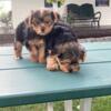 3 Yorkie puppies, 2 Males & 1 Female (very small)