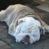 AKC English Bulldog