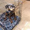ROMAN ROTT 4MONTHS