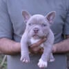 Pocket Bulldog for Sale  Exotic