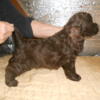 brown male cocker spaniel