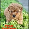 Fenn Male Yorkipoo