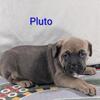 Pluto Lilac Female Cane Corso $1800
