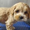 Cockapoo puppies