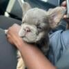 French bulldogs Fluffy French bulldog