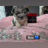 Akc frenchie puppies 🐶