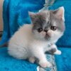 New Elite Exotic kitten from Europe. In excellent breed type, female. Alva Pepitas