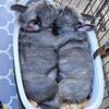 French Bulldog puppies for sale 