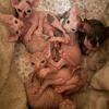 our phynx kittens