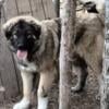 Caucasian Shepherds (Russian Bear Dogs) females