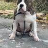 Standard American Bully Male For Sale Looking For A Nice Home