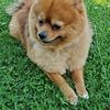 Bubu , Pomeranian he male , 5 yo looking for a female to mate