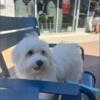 7 Months Old Male Maltese Puppy