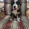 Australian Shepherd Puppies Avail NOW