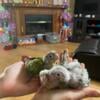 Three cinnamon Green cheeks conure babies.