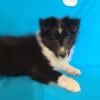 AKC Ch Bloodline Shetland Sheepdog