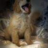 AKC Standard Poodle puppies