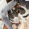 Bengal kittens