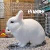 Proven Netherland Dwarf BEW buck Evander