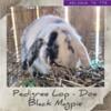 Holland Lop Black Magpie Doe - Proven