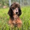 Benyi toy Poodle for stud 