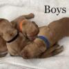 AKC OFA Red Golden Retriever Puppies