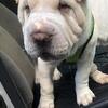 Chinese Shar-pei
