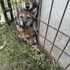 Wolf Hybrids