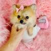 Pomeranian, Yorkshire Terriers, Chihuahuas, Poodles, Pomeranians, Malteses, French Bulldogs, Pugs