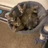 Adorable kittens ready for forever home