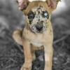 Catahoula/Malinios cross pups $100