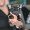 AKC French Bulldogs available now