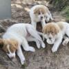 Karakachan (livestock guard dogs)