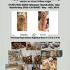 Goldendoodle puppies