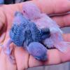 Parrotlet babies and adults available