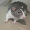 Rat Looking for Rehoming!