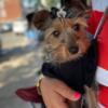 Nine month old Yorkie female