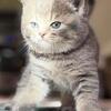 Scottish Fold Kittens for sale (strait ears)