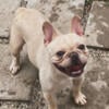 AKC Blue Cream French Bulldog Stud Service Athletic Build *NFS*