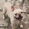 Blue Cream French Bulldog Stud *NFS*