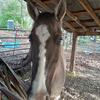 Grulla colored Tennessee walking horse