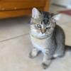 Adorable Scottish Straight Kitten Rosie Tiger Chinchilla