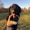 Cardigan Corgi and Golden Retriever Mix Female