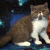 CFA Registered Exotic Short hair 11 week old kitten
