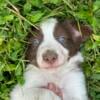 Border Collie Puppies