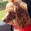 AKC Intelligent Toy/ miniature