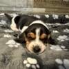 13 Beagle Puppies for sale