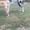 AKC harlequin European great Dane up for stud