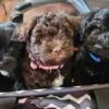 Miniature Schnauzer Puppies For Sale